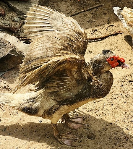 guinea-16