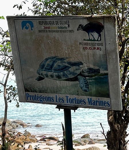 guinea-26