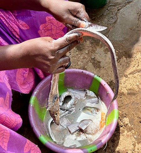 guinea-29