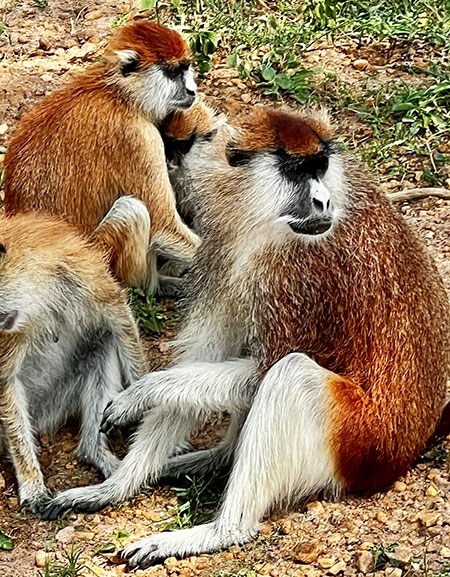uganda-23