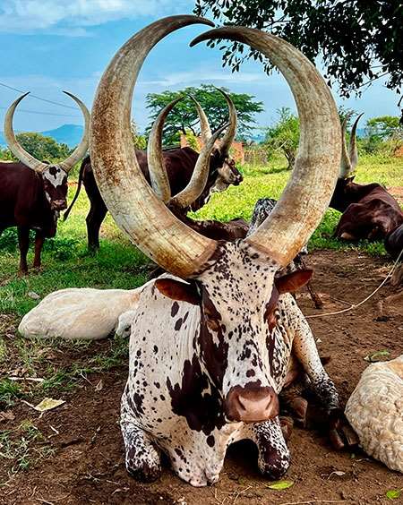 uganda-37